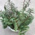 铁皮石斛盆花10~30cm