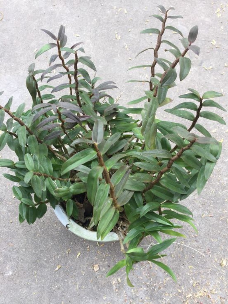 铁皮石斛盆花10~30cm