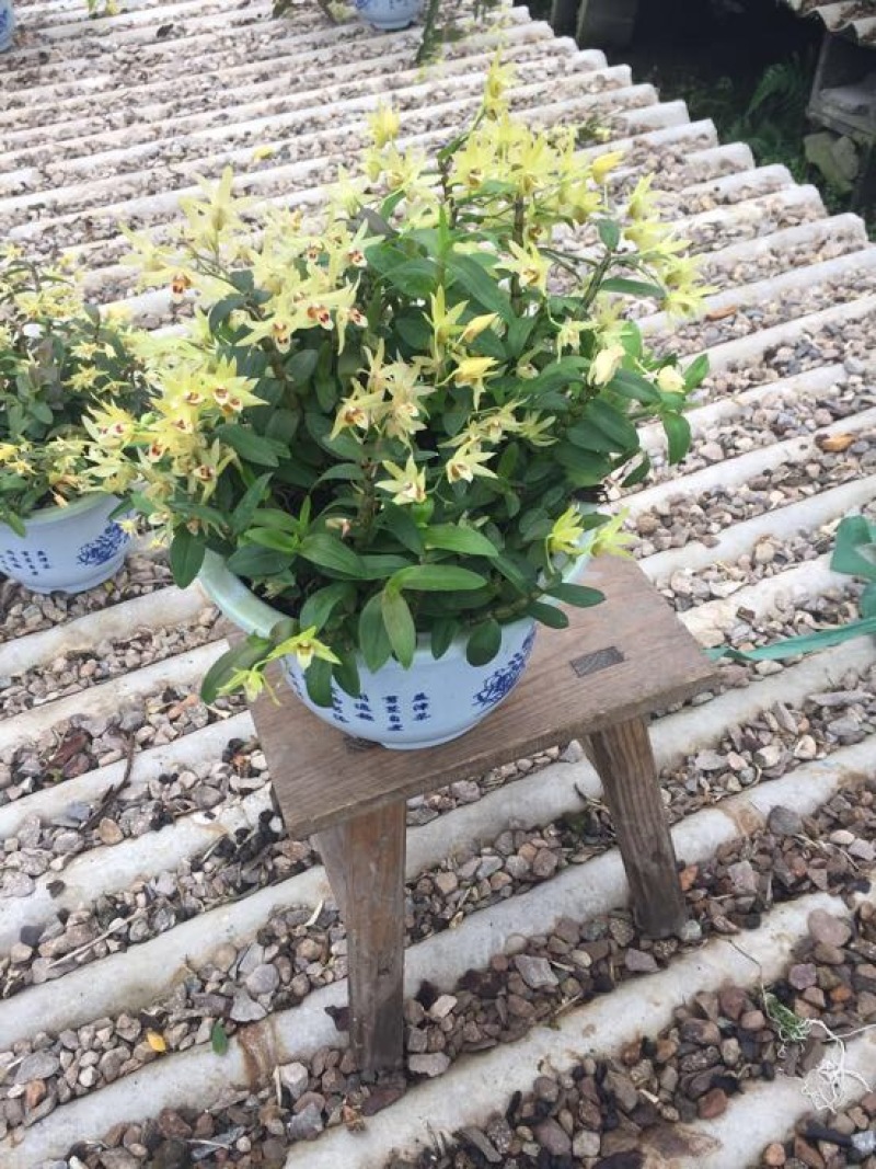 铁皮石斛盆花10~30cm