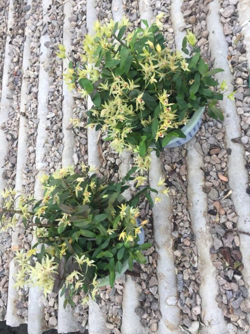 铁皮石斛盆花10~30cm