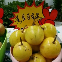 黄金百香果苗10~20cm