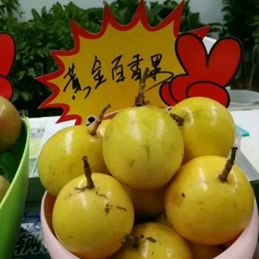 黄金百香果苗10~20cm
