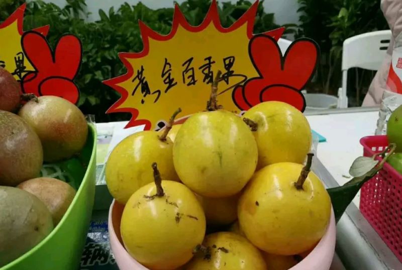 黄金百香果苗10~20cm