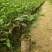 黄金百香果苗10~20cm