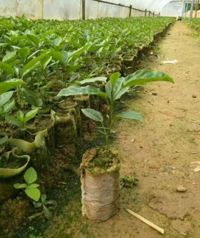 黄金百香果苗10~20cm