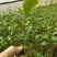 黄金百香果苗10~20cm
