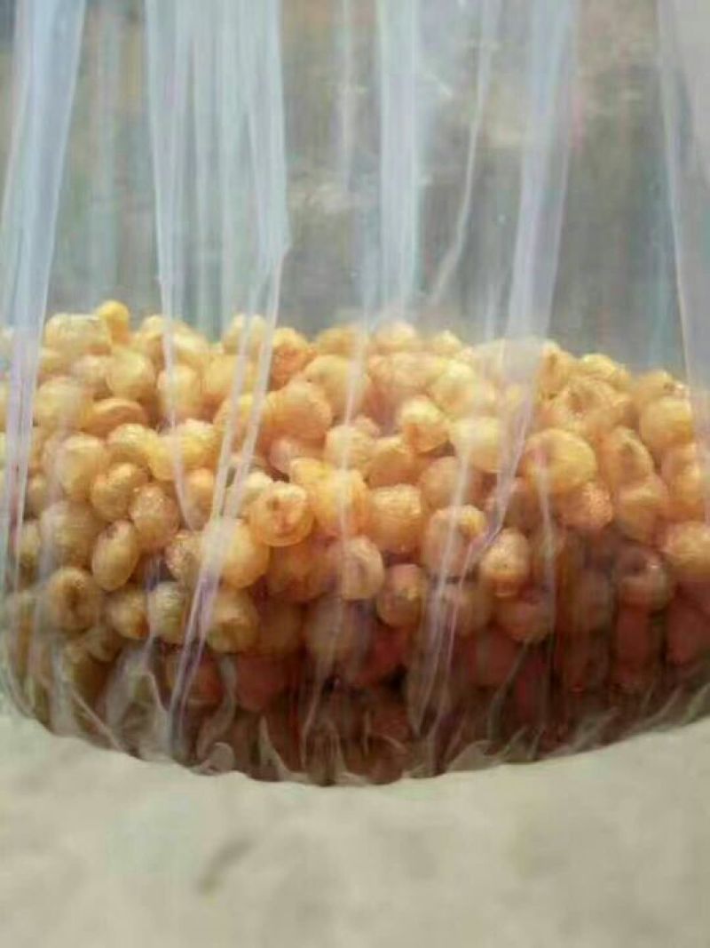 老树桂圆包装