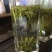 黄山毛峰特级绿茶茶叶