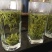 黄山毛峰特级绿茶茶叶