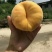 山东蒙阴黄蟠桃19新鲜采摘自家种植一件代发包邮包售后