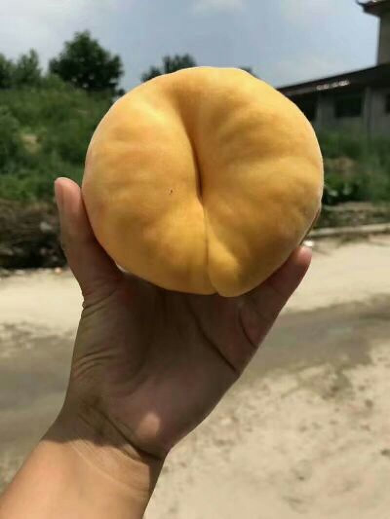 山东蒙阴黄蟠桃19新鲜采摘自家种植一件代发包邮包售后