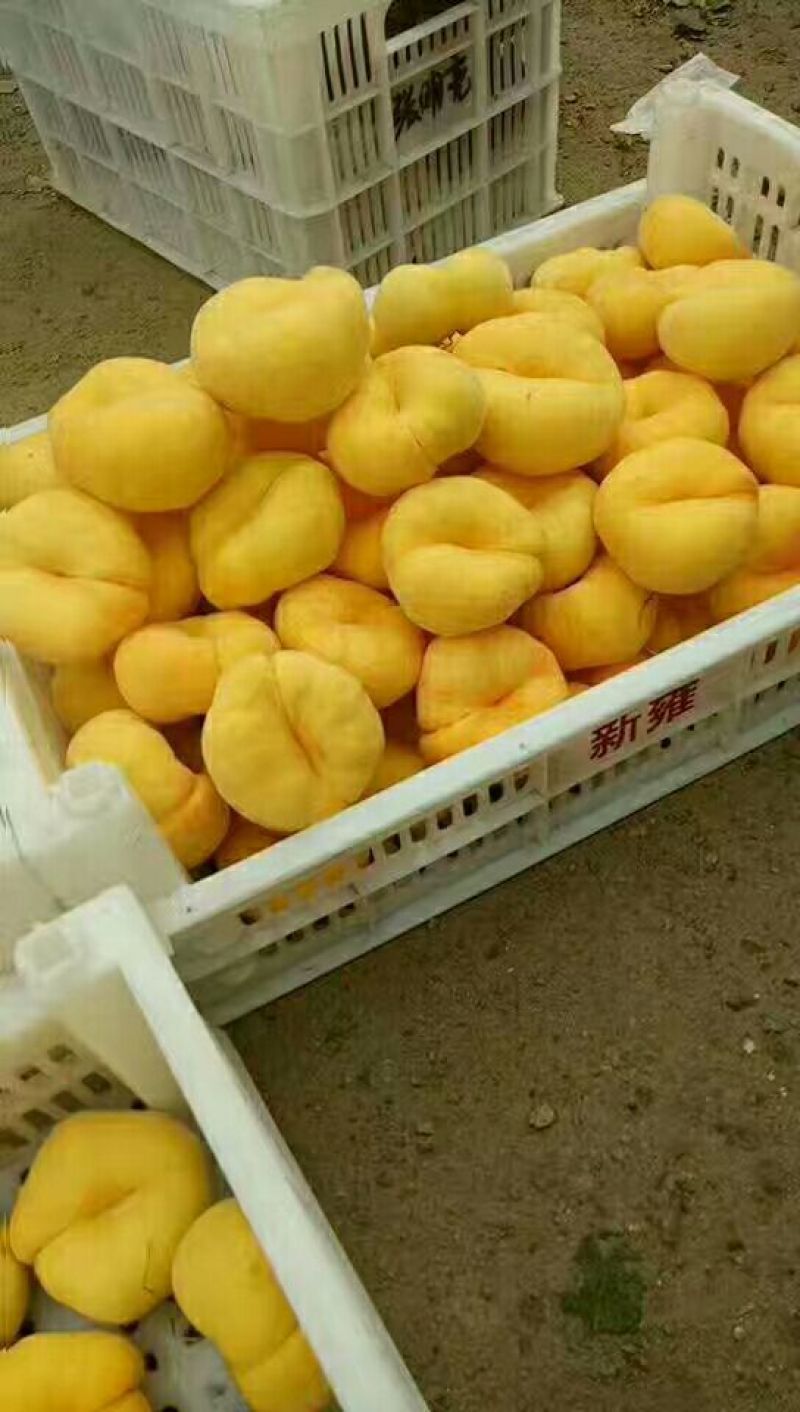 山东蒙阴黄蟠桃19新鲜采摘自家种植一件代发包邮包售后