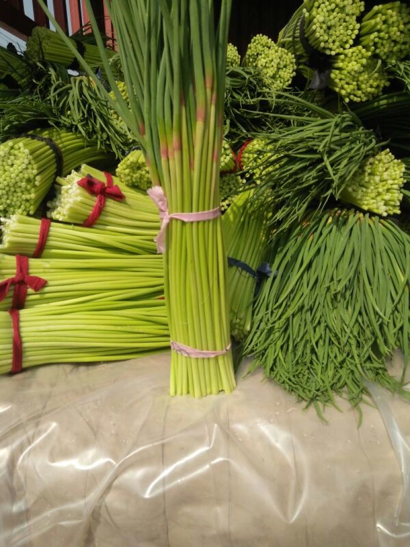 杂交蒜薹通货40~50cm