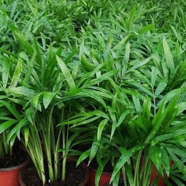 富贵椰子袖珍椰子好盆景基地直供季节性供应常年性供应经营