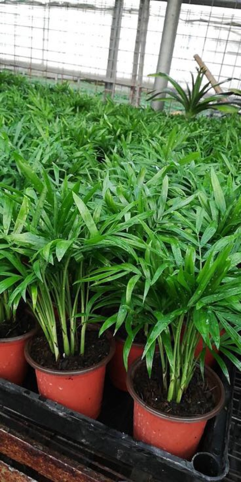 富贵椰子袖珍椰子好盆景基地直供季节性供应常年性供应经营