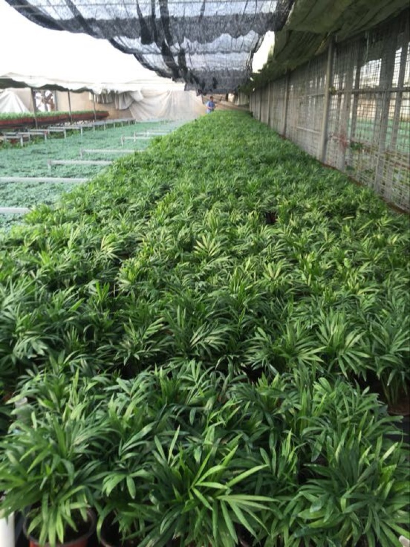 富贵椰子袖珍椰子好盆景基地直供季节性供应常年性供应经营