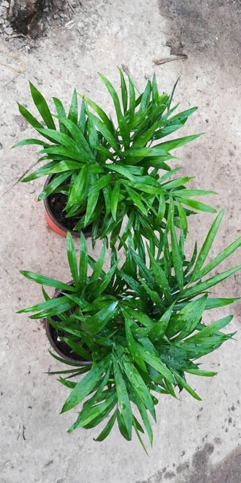 富贵椰子袖珍椰子好盆景基地直供季节性供应常年性供应经营