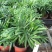 富贵椰子袖珍椰子好盆景基地直供季节性供应常年性供应经营