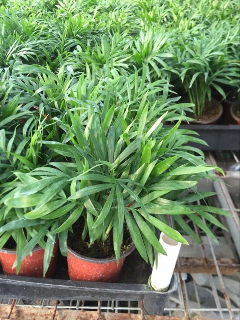 富贵椰子袖珍椰子好盆景基地直供季节性供应常年性供应经营
