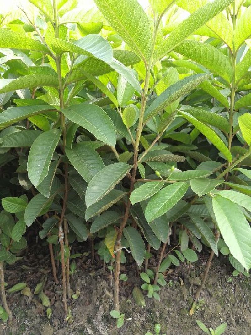 台湾珍珠番石榴苗30~50cm