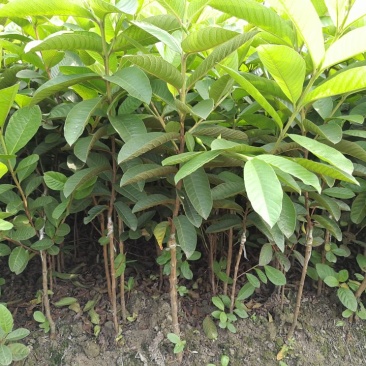台湾珍珠番石榴苗30~50cm