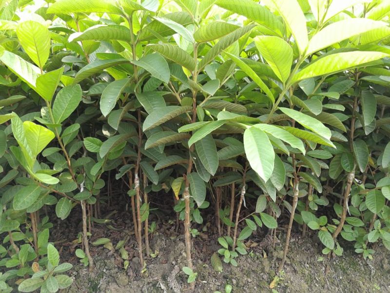 台湾珍珠番石榴苗30~50cm