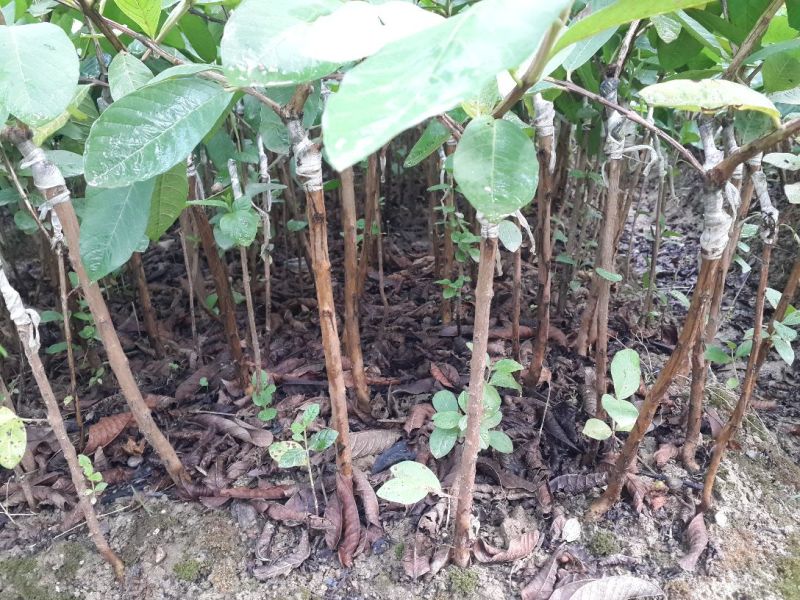 台湾珍珠番石榴苗30~50cm