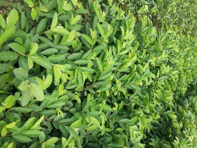 台湾珍珠番石榴苗30~50cm