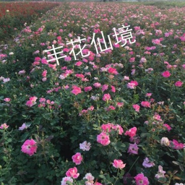 丰花月季20~30cm