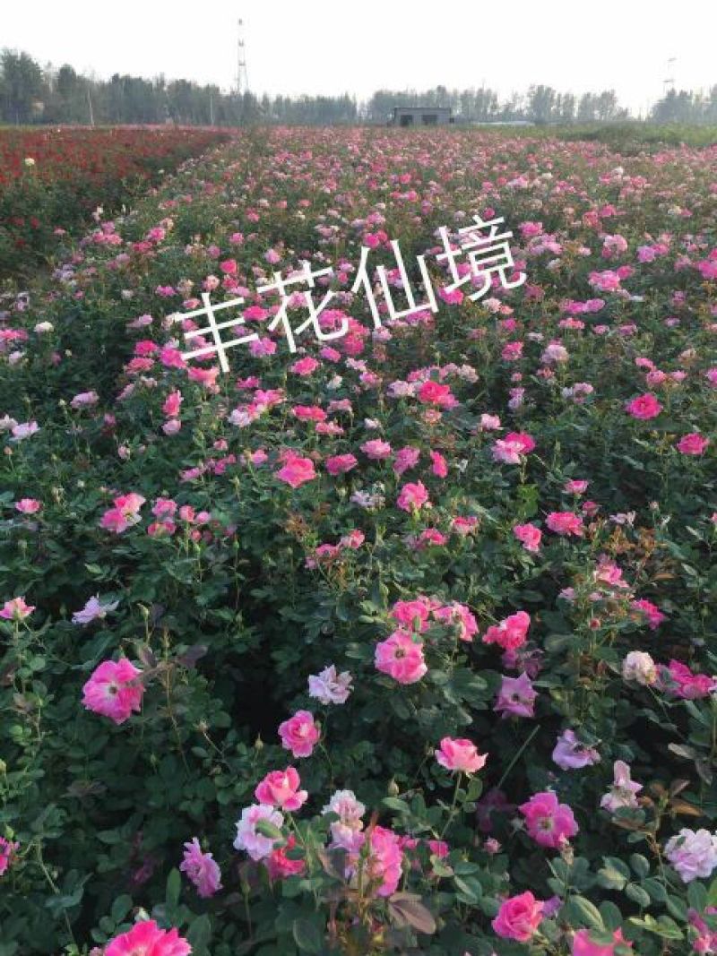 丰花月季20~30cm