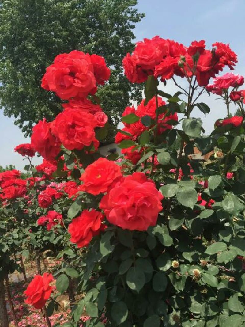 丰花月季20~30cm