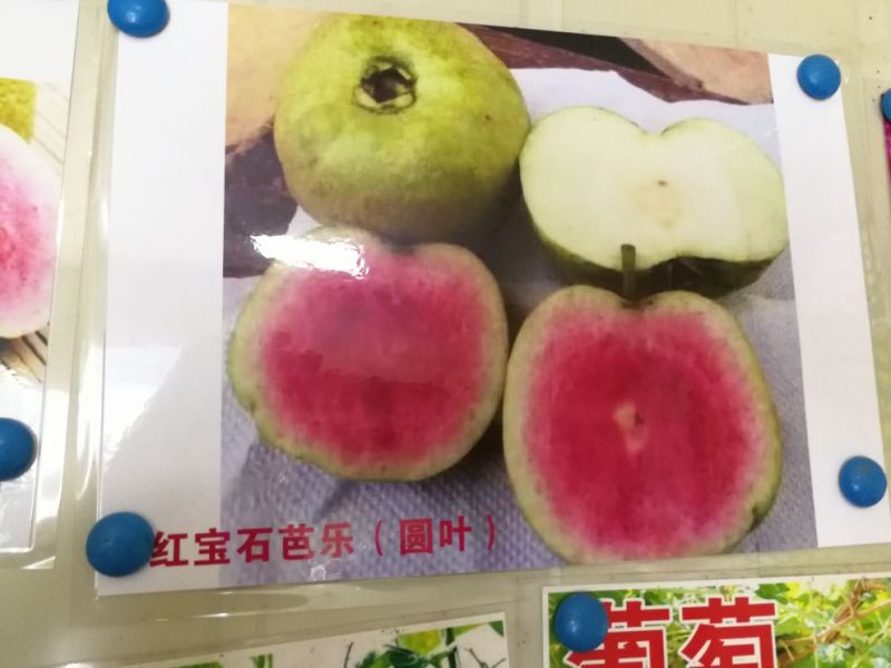 番石榴苗红宝石番石榴