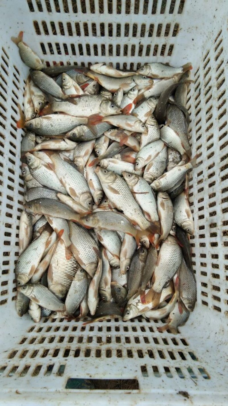 鲤鱼鱼苗0.5公斤以下