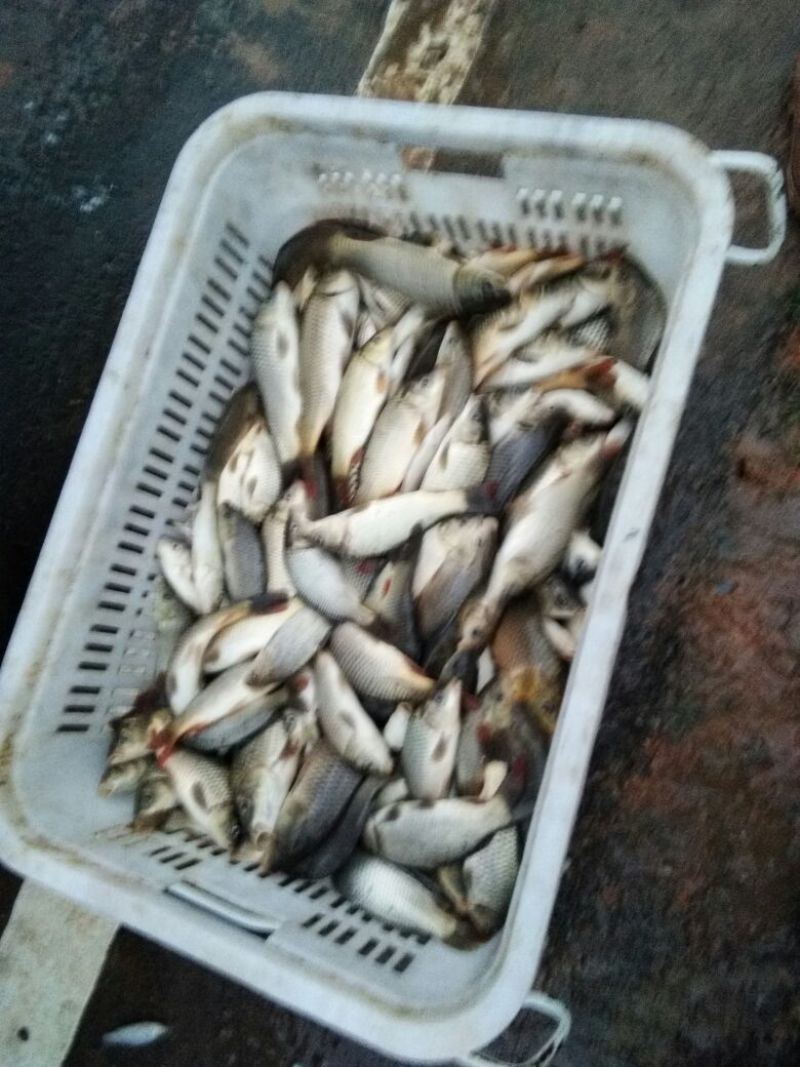 鲤鱼鱼苗0.5公斤以下