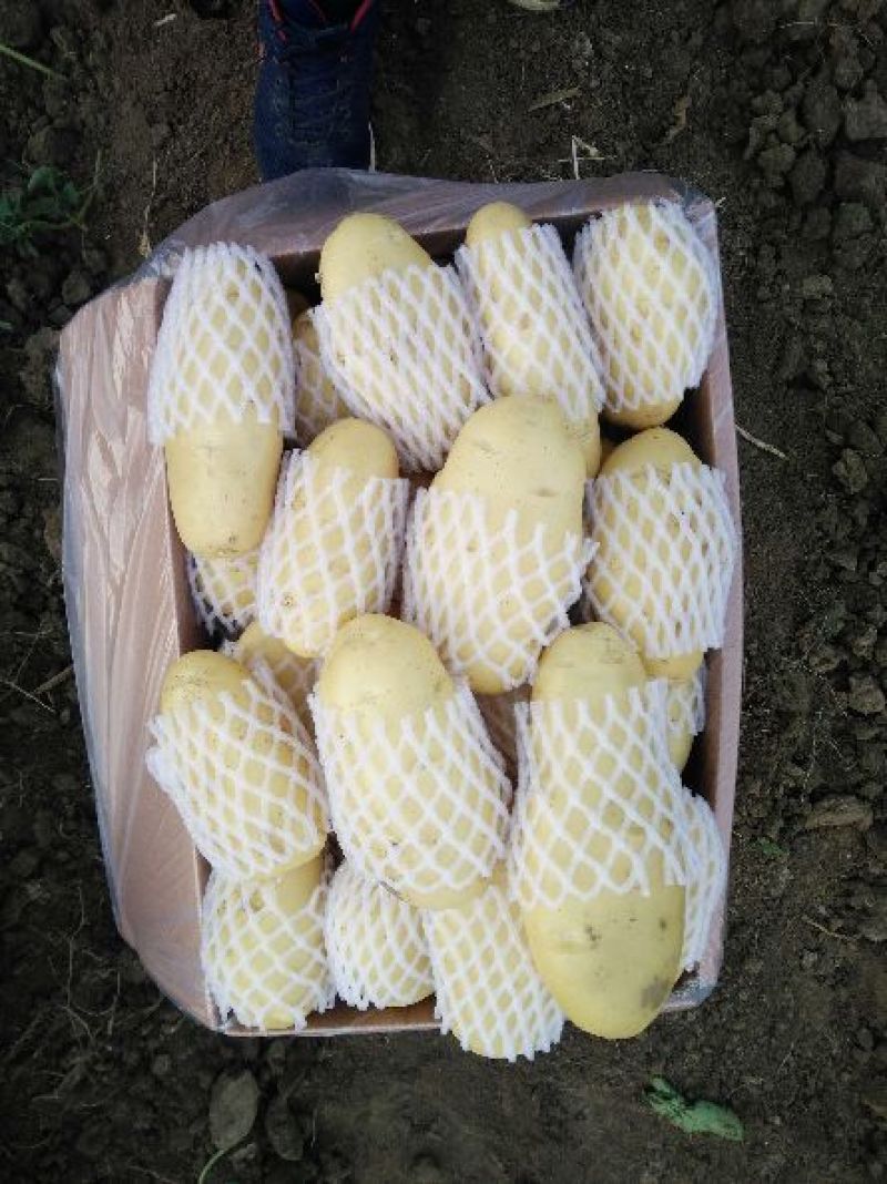 【精选】滕州春季新荷兰十五土豆大棚货供应中