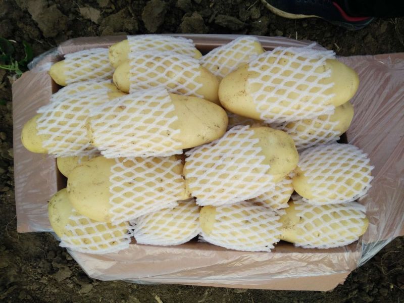 【精选】滕州春季新荷兰十五土豆大棚货供应中