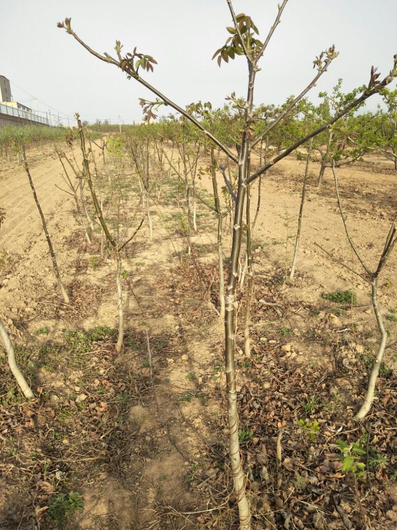 核桃苗150~200cm2~3年