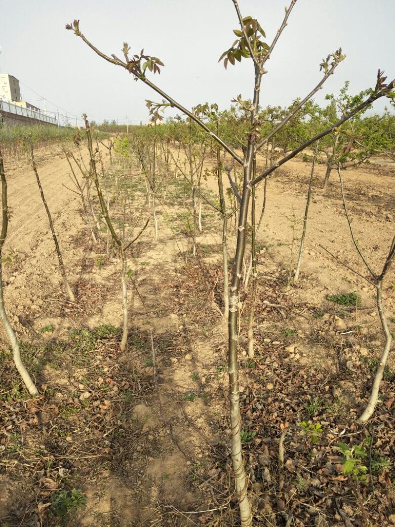 核桃苗150~200cm2~3年