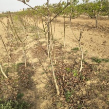 核桃苗150~200cm2~3年
