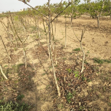 核桃苗150~200cm2~3年