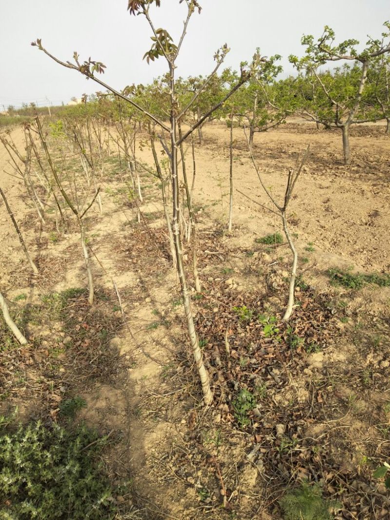 核桃苗150~200cm2~3年