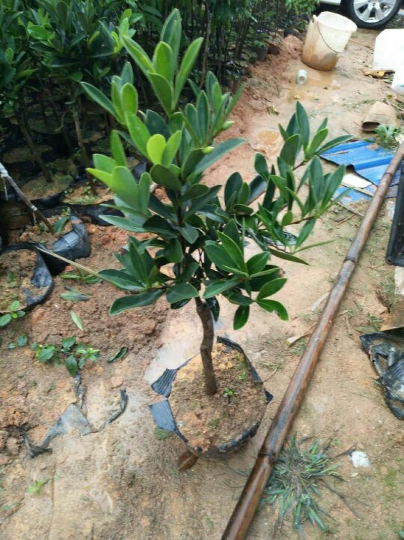 山茶花苗2年70~80cm