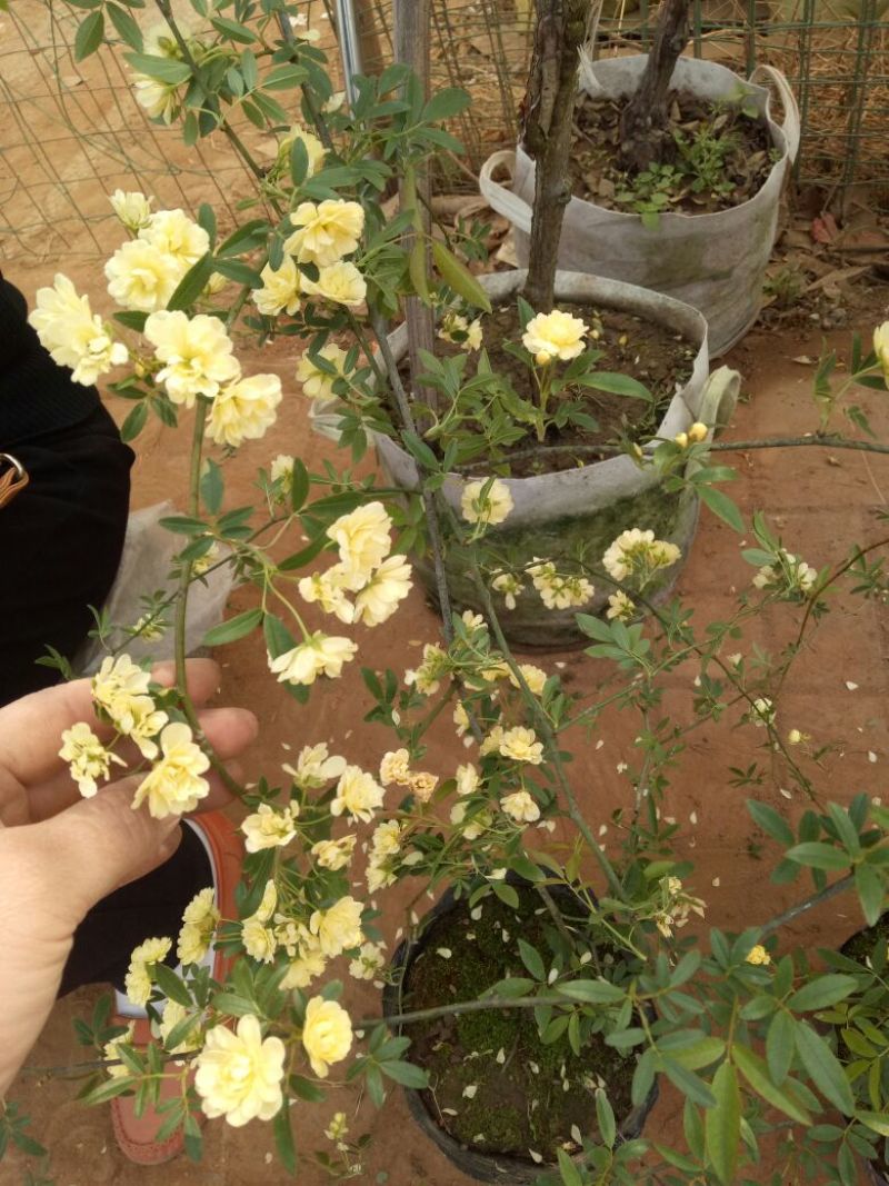 木香黄木香白木香，爬藤植物适合做花墙花架拱门长廊等
