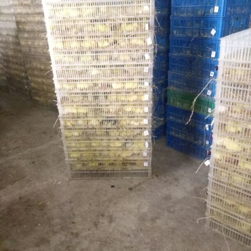 皖西白鹅鹅苗0.5斤以下