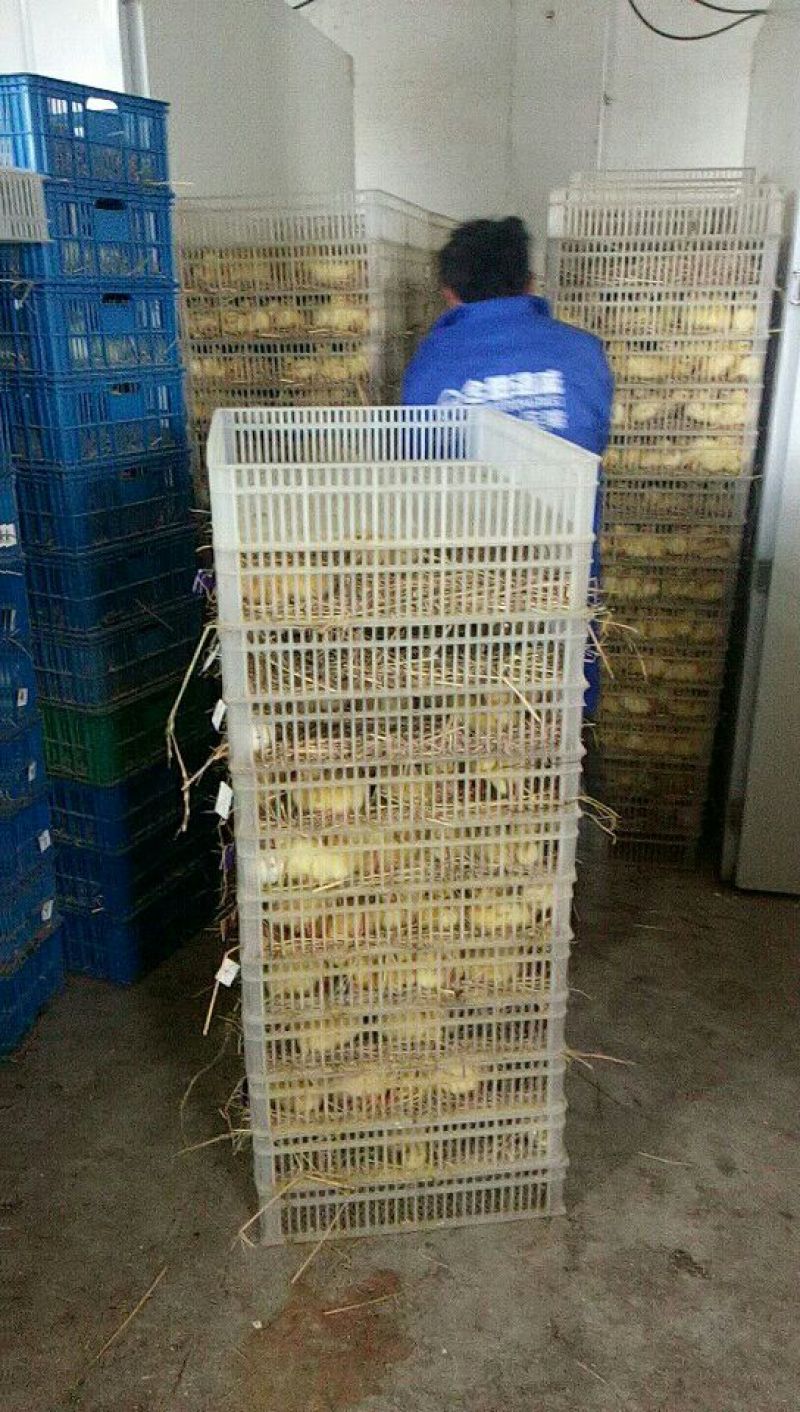 皖西白鹅鹅苗0.5斤以下