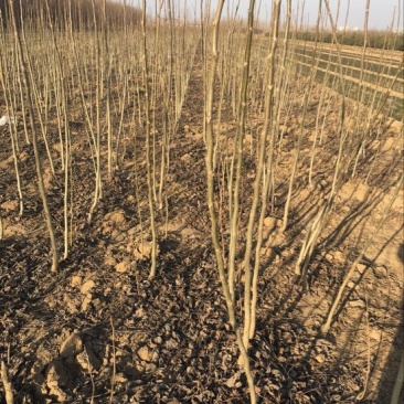 辽核1号核桃苗100~150cm2~3年