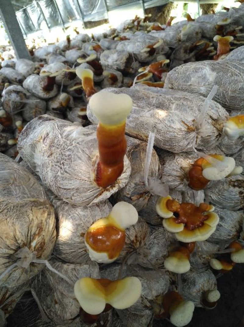 灵芝菌种