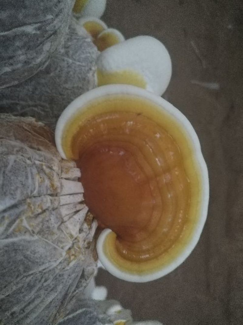 灵芝菌种