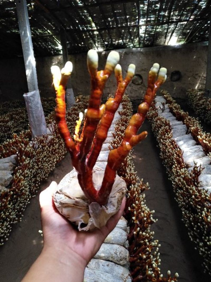灵芝菌种