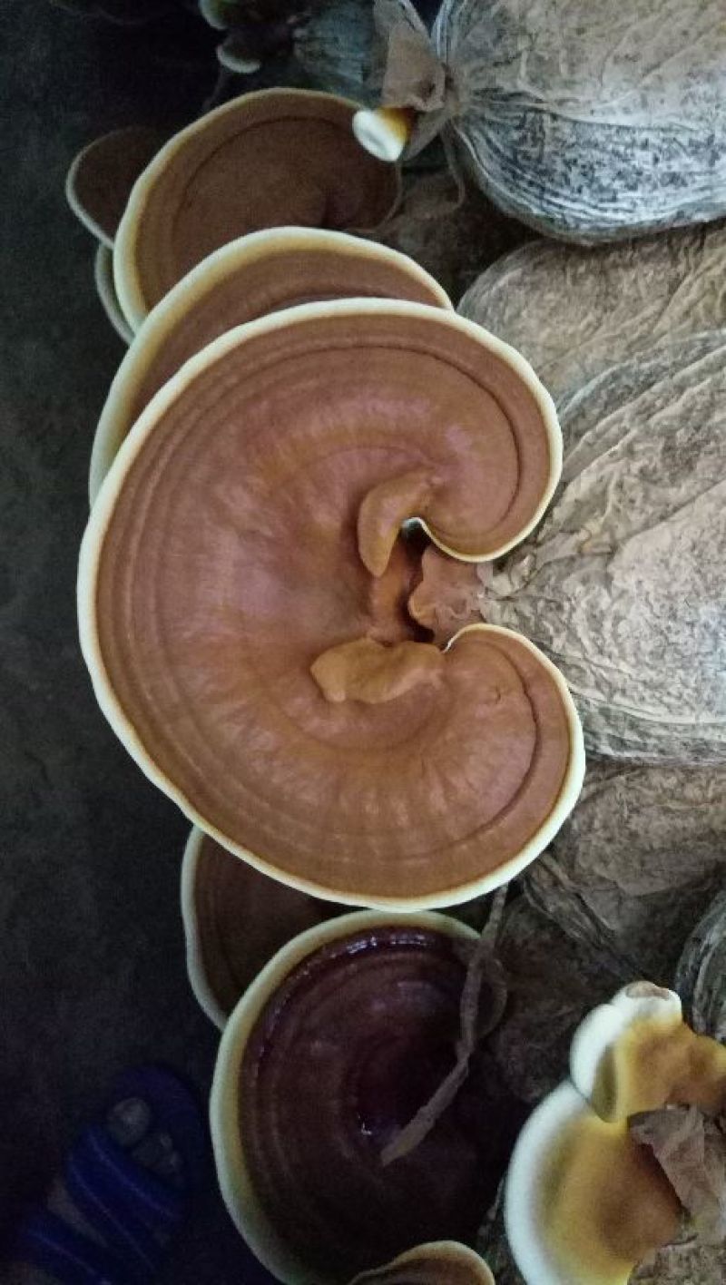 灵芝菌种